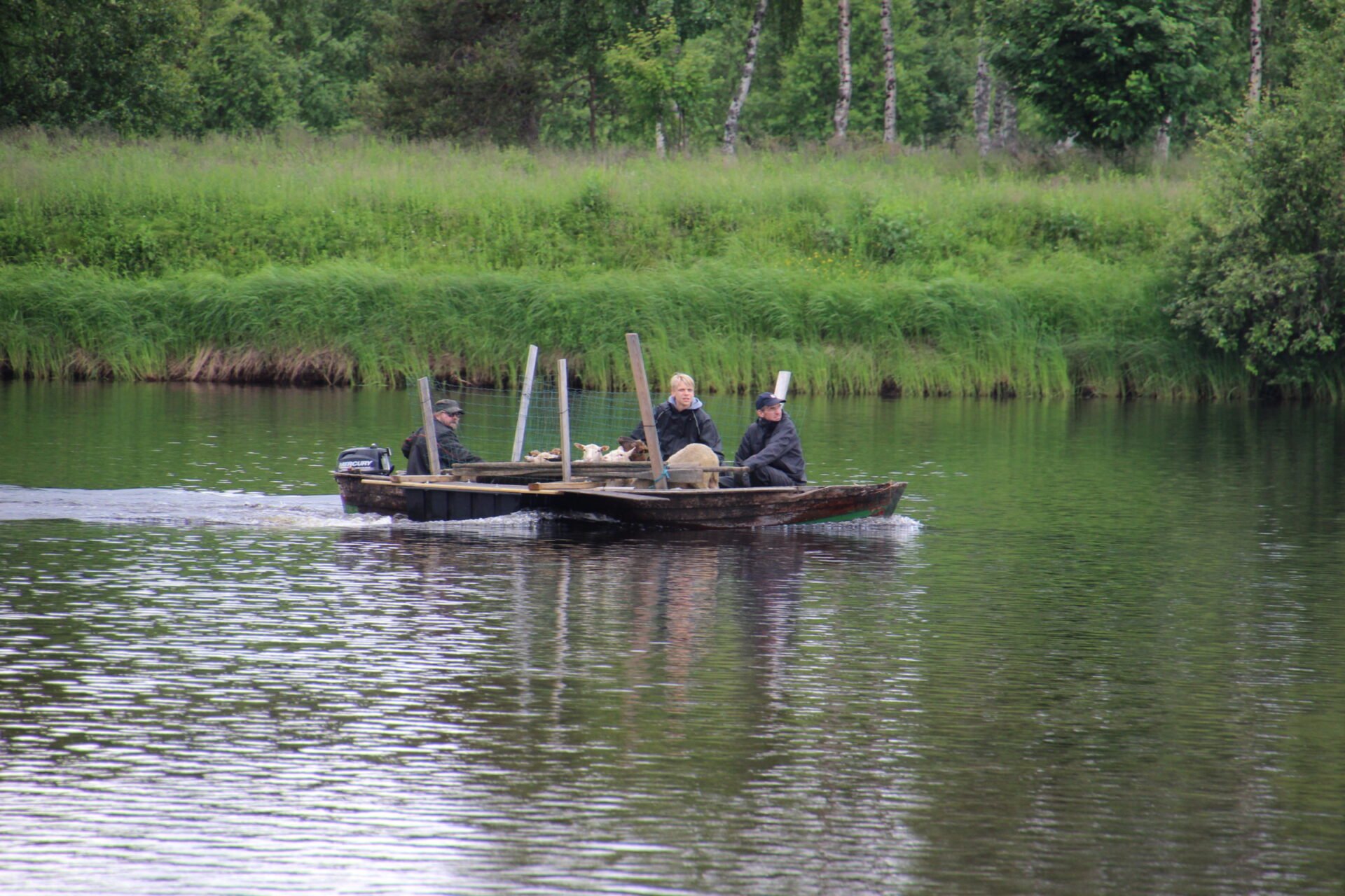 Lampaita tuodaan Nivankylän Lietesaareen (c) Piia Juntunen-Laakso 2019